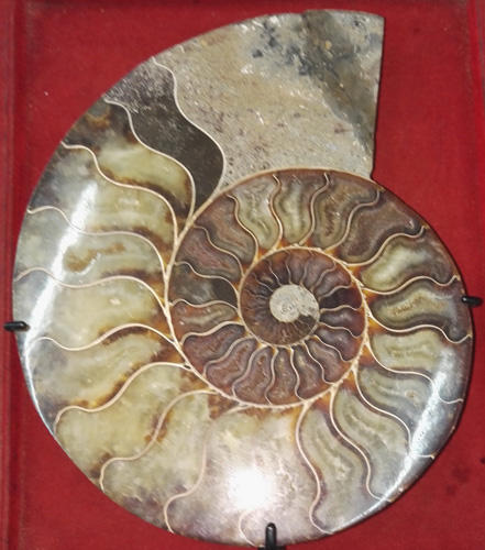 Pair of fossil shells, cut in half Pair of fossil shells, cut in half