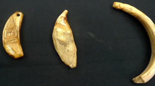 Magic carved tiger tooth Magic carved tiger tooth