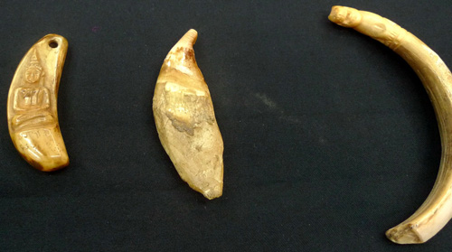 Magic carved boar tooth