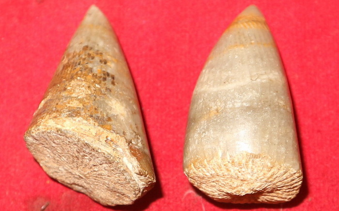 Pair of tiger teeth fossils