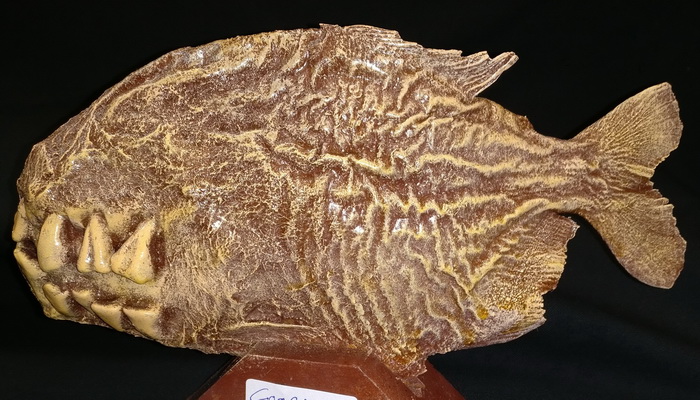 Piranha with human teeth (artificial)