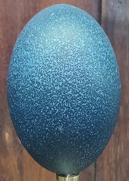 Blue emu egg