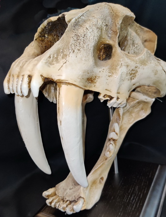 Smillodon skull