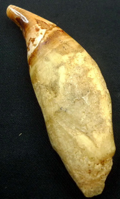Magic carved bear tooth
