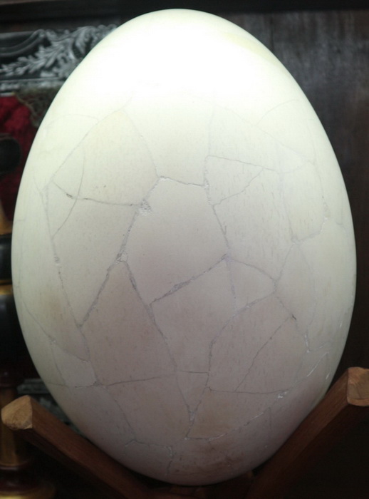 Reconstitued genuine aepornius egg